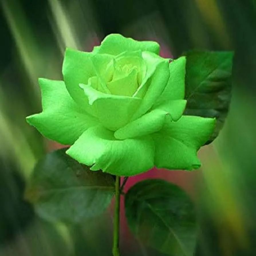 🎉2024 Hot-selling ✨-Premium Rose Seeds Mix🌈🌹
