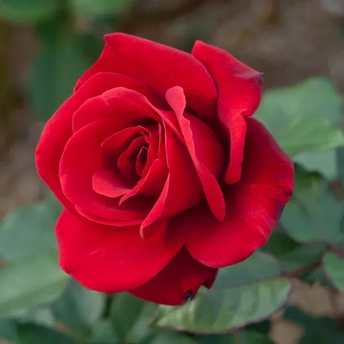 🎉2024 Hot-selling ✨-Premium Rose Seeds Mix🌈🌹