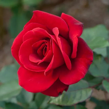 🎉2024 Hot-selling ✨-Premium Rose Seeds Mix🌈🌹
