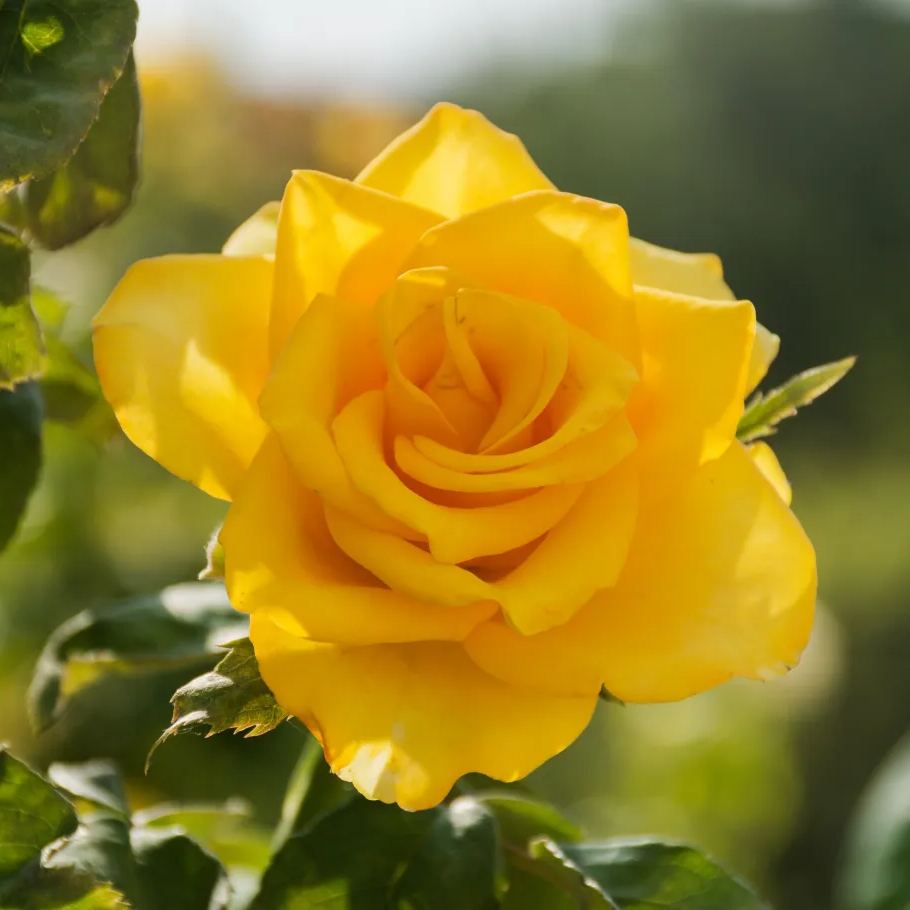 🎉2024 Hot-selling ✨-Premium Rose Seeds Mix🌈🌹