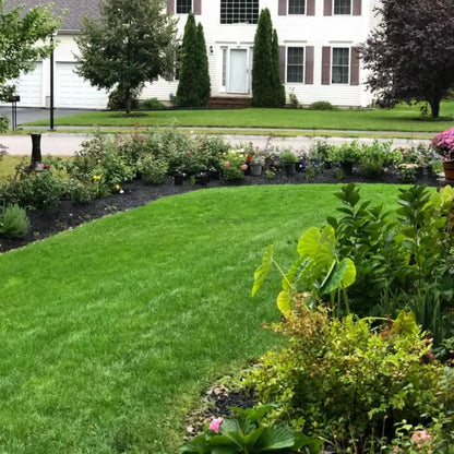 Turn Patchy, Dead Grass Into a Thick Green Lawn in Weeks