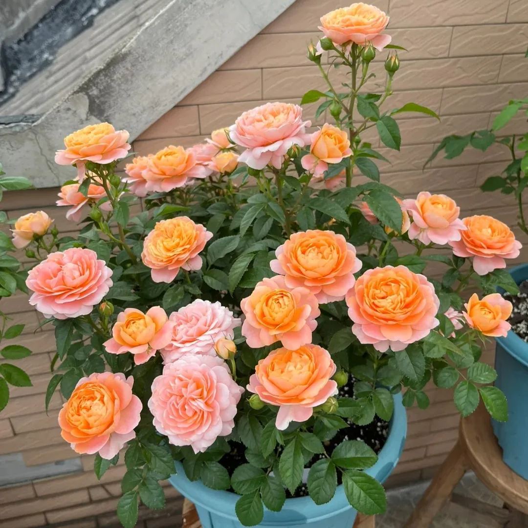 🎉40% OFF💐Beautiful Mini Rose Seeds