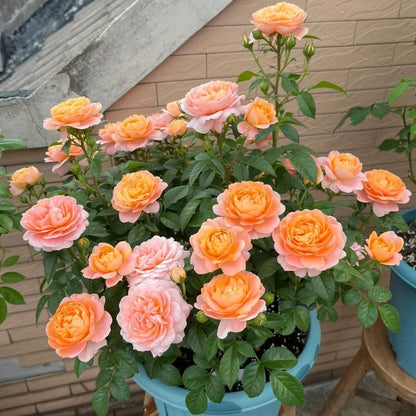 🎉40% OFF💐Beautiful Mini Rose Seeds