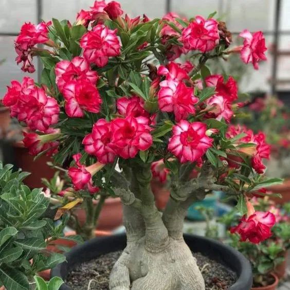 Desert Rose Seeds🌹Multiple Varieties🌈 Heat-Resistant✨