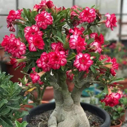 Desert Rose Seeds🌹Multiple Varieties🌈 Heat-Resistant✨