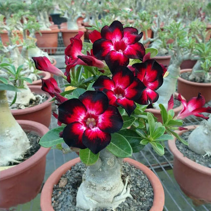 Desert Rose Seeds🌹Multiple Varieties🌈 Heat-Resistant✨