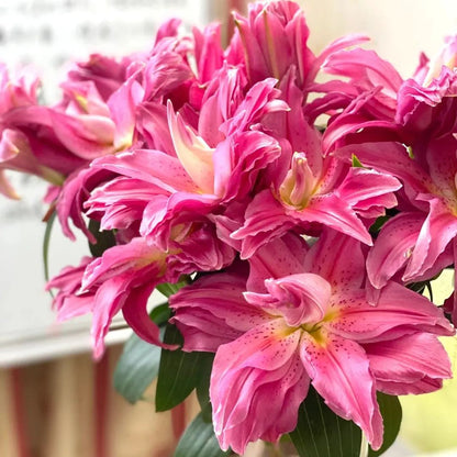 🌷Double-Flowered Perfume Lily Bulbs