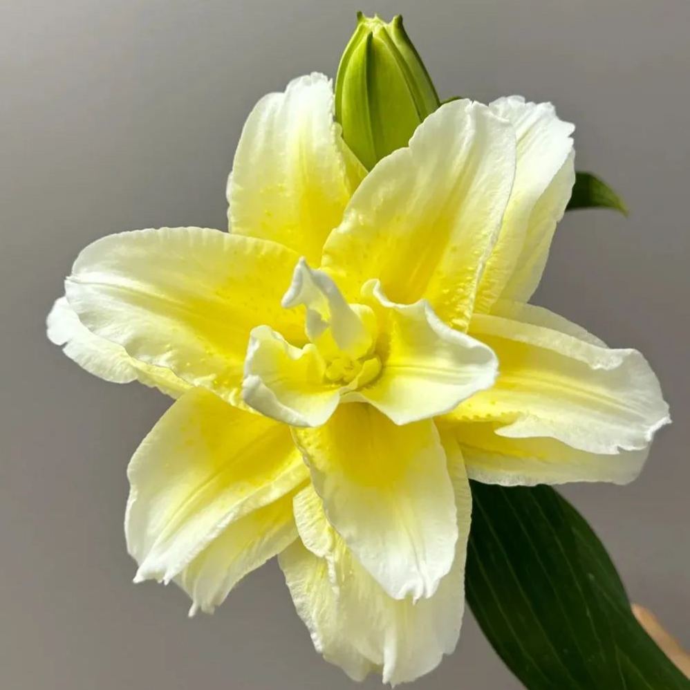 🌷Double-Flowered Perfume Lily Bulbs