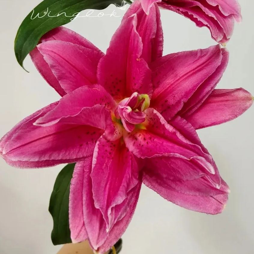 🌷Double-Flowered Perfume Lily Bulbs