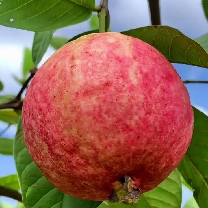 🎆Hot Sale🥂Rouge Guava Seeds--The Beauty Of Winter❄️