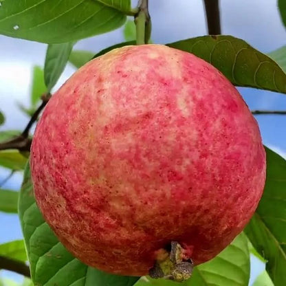 🎆Hot Sale🥂Rouge Guava Seeds--The Beauty Of Winter❄️