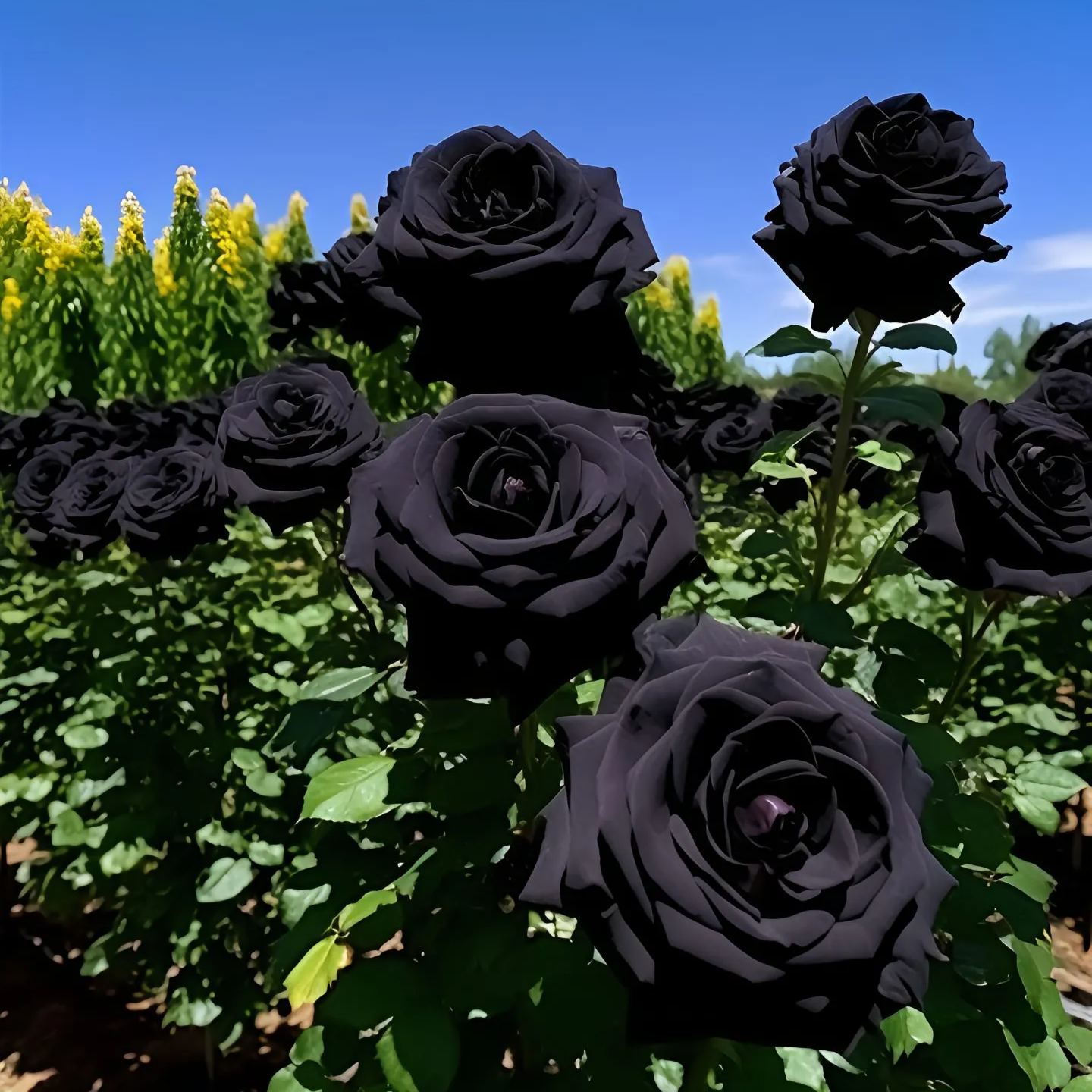 Black Knight Rose Seeds🖤
