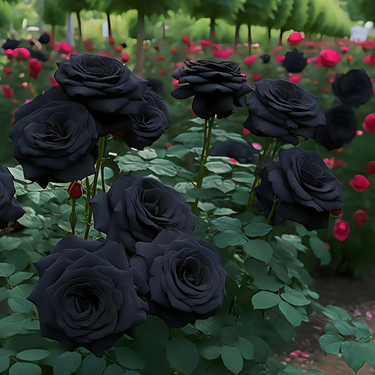 Black Knight Rose Seeds🖤