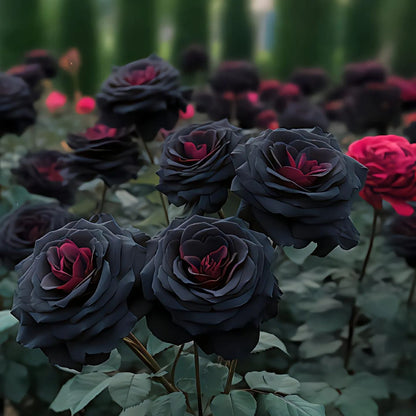 Black Knight Rose Seeds🖤