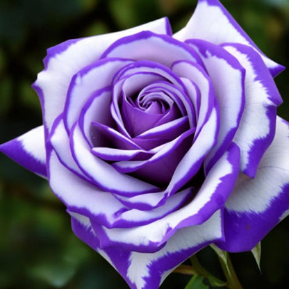 🎉Limited time discount🌞Black and White Cruella Twin Roses Seeds