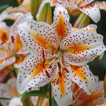 🌸 Rare Exquisite Lily Bulbs