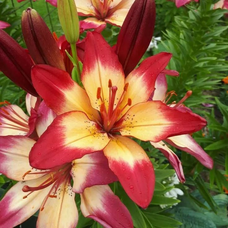 🌸 Rare Exquisite Lily Bulbs