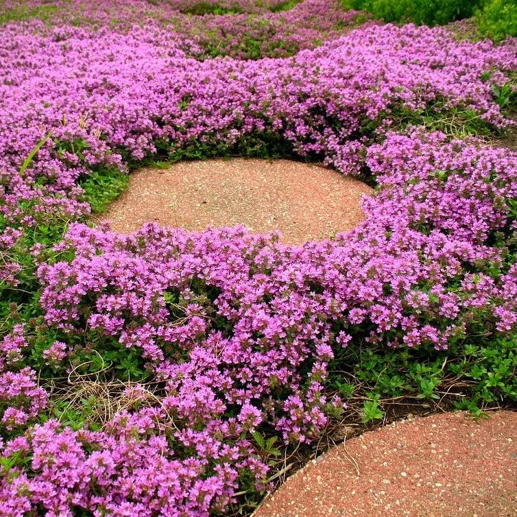 📣Optimal Ground Cover✨Creeping Thyme Seeds