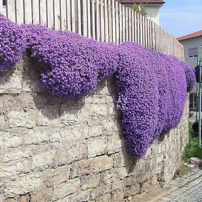 📣Optimal Ground Cover✨Creeping Thyme Seeds