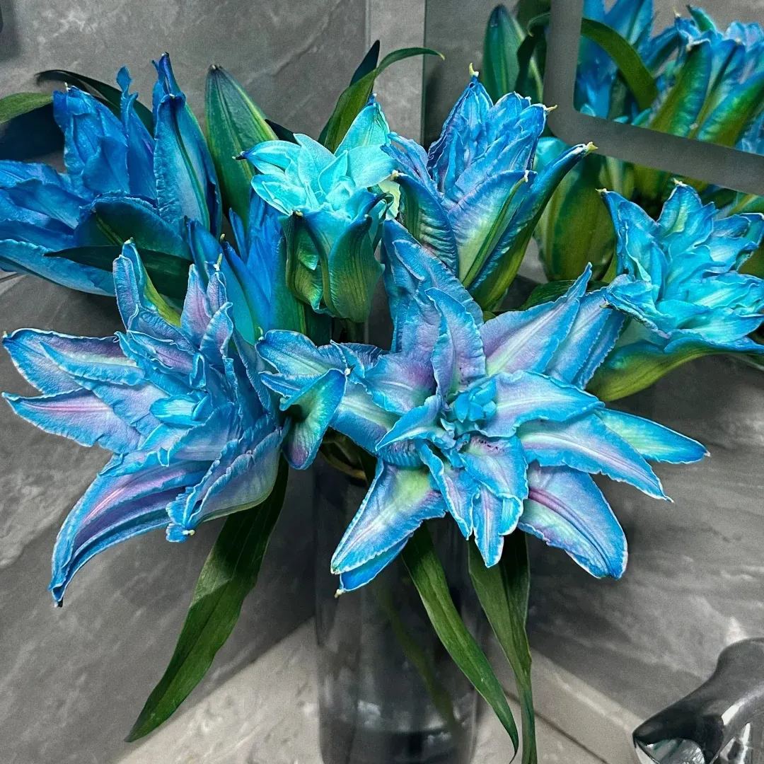 🌷Double-Flowered Perfume Lily Bulbs