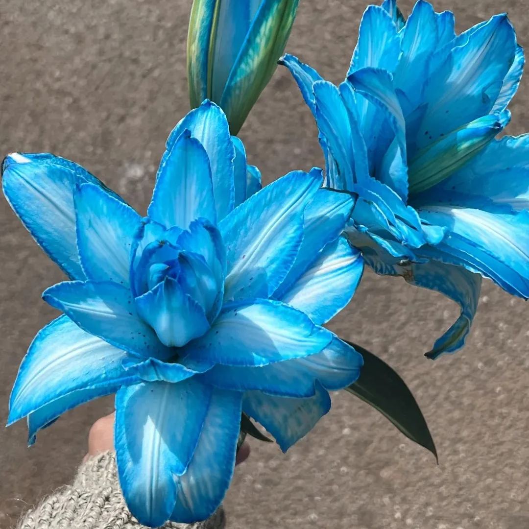 🌷Double-Flowered Perfume Lily Bulbs