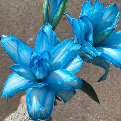 🌷Double-Flowered Perfume Lily Bulbs