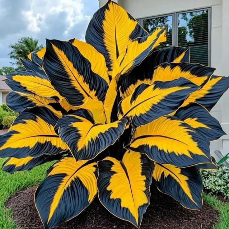 Giant Alocasia Bulbs🍃Transform Your Space with Tropical Majesty