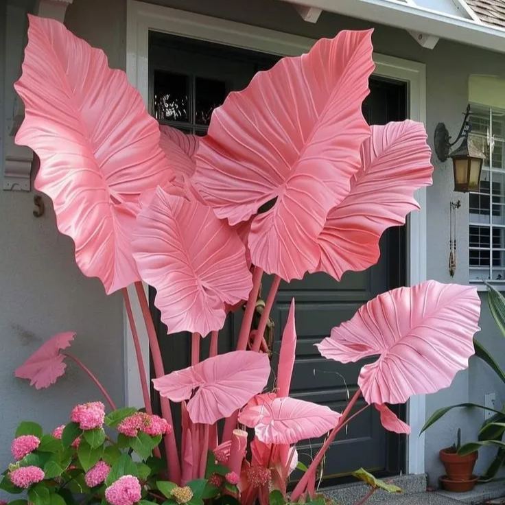 Giant Alocasia Bulbs🍃Transform Your Space with Tropical Majesty