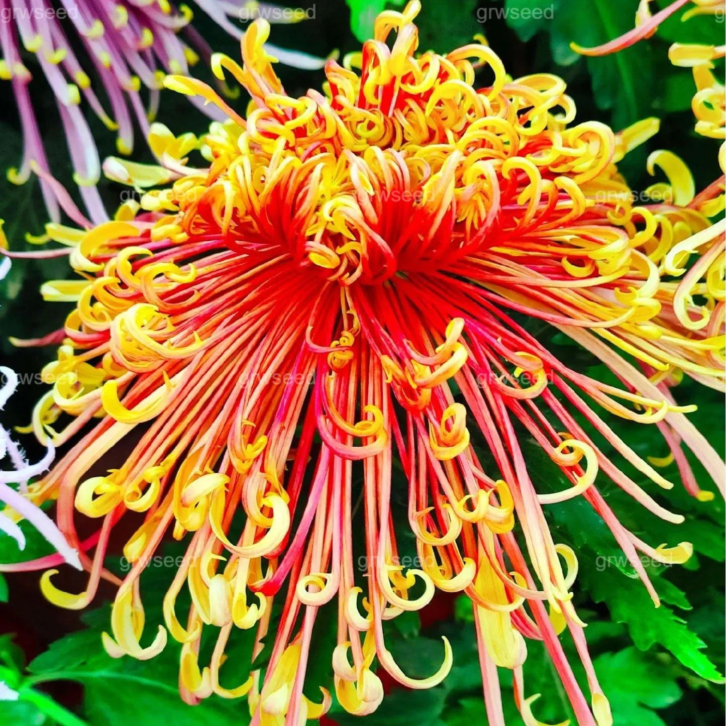 🔥Hot sale🌸Royal Spider Chrysanthemum Seeds
