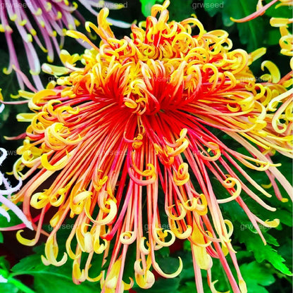 🔥Hot sale🌸Royal Spider Chrysanthemum Seeds