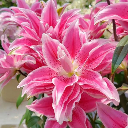 🌺Lily Bulbs—Fresh and Sweet
