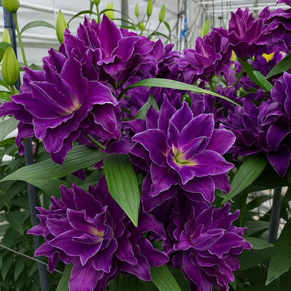 🌺Lily Bulbs—Fresh and Sweet