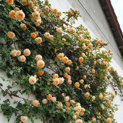 🩷 9 Types Of & Rare Color Climbing Rose Seeds