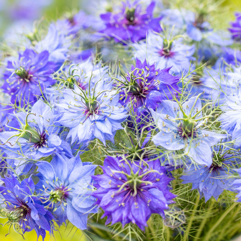 Nigella damascena 'Deep Blue' Seeds
