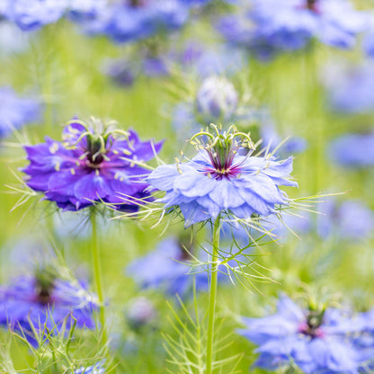 Nigella damascena 'Deep Blue' Seeds