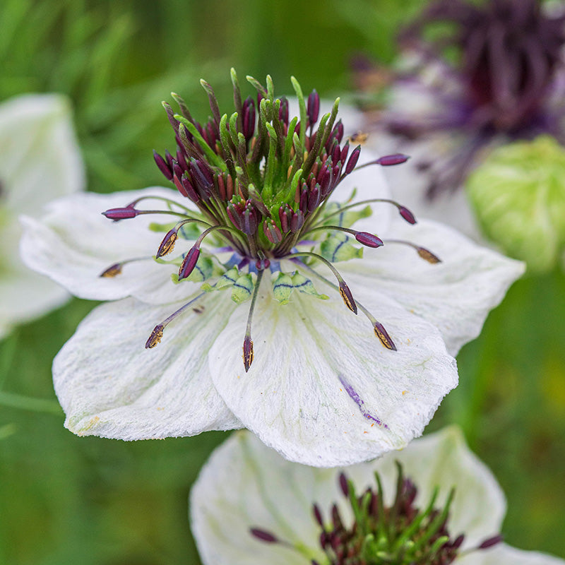 Nigella hispanica White Seeds