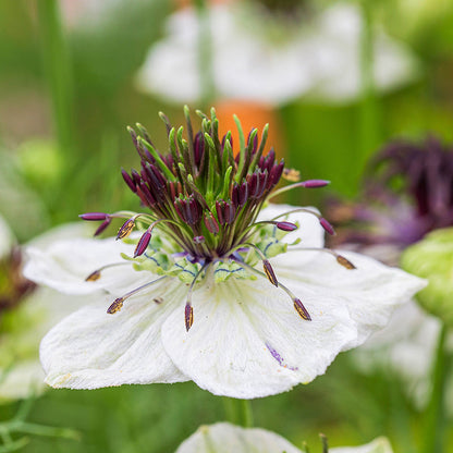 Nigella hispanica White Seeds