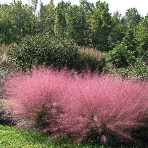 🩷Muhly Grass Seeds: Create a Stunning Pink Cloud in Your Garden