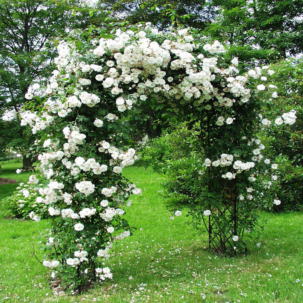 White Climbing Rose Seeds