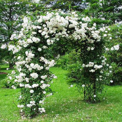 White Climbing Rose Seeds