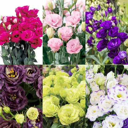 🌼 Perfect Time to Plant 😍 Mixed Lisianthus Seeds with Rose-like Elegance