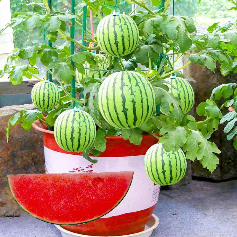 🍉Bonsai Watermelon Seeds – Grow Mini Watermelons at Home