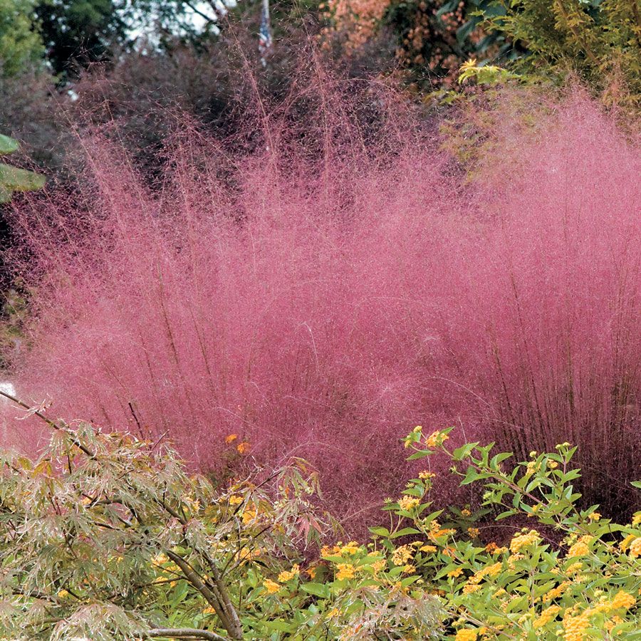 🩷Muhly Grass Seeds: Create a Stunning Pink Cloud in Your Garden