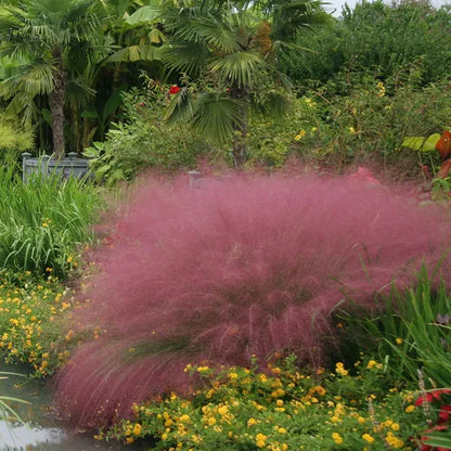 🩷Muhly Grass Seeds: Create a Stunning Pink Cloud in Your Garden