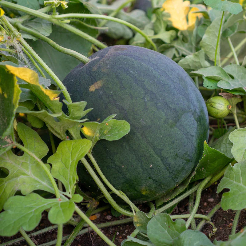 Black Diamond Watermelon Seeds