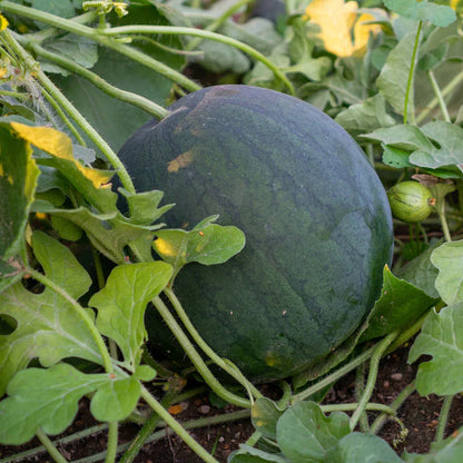 Black Diamond Watermelon Seeds
